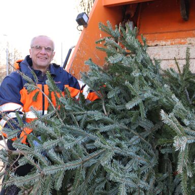 Die Abfallentsorgung Kreis Kassel holt rund 60.000 Weihnachtsbäume ab. Abteilungsleiter Carsten Mielke packt da gerne selbst mit an.